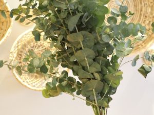 Eucalyptus